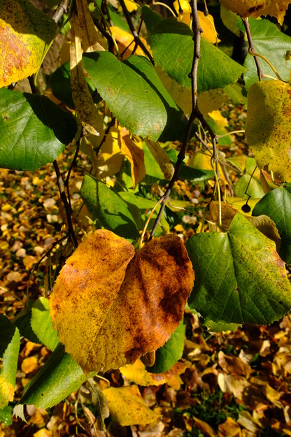 October close-up photo