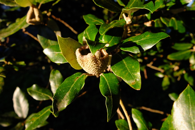 November close-up photo