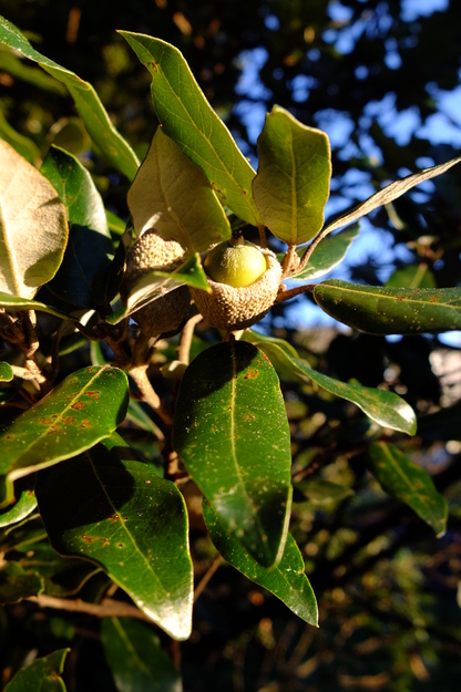 November close-up photo