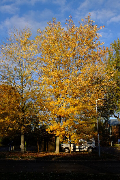 Archaeology corner tree photo
