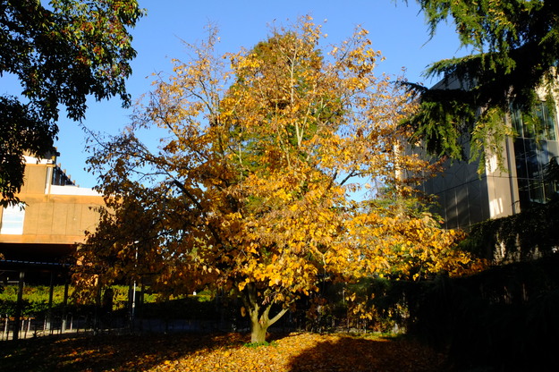 Photo of Tilia maximowicziana