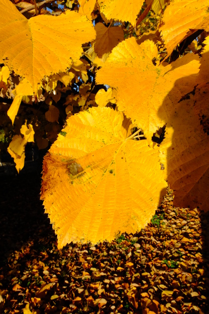 November close-up photo