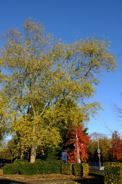 Art carpark tree photo