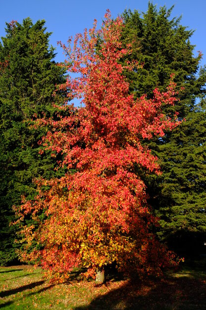 Polly Vacher West tree photo