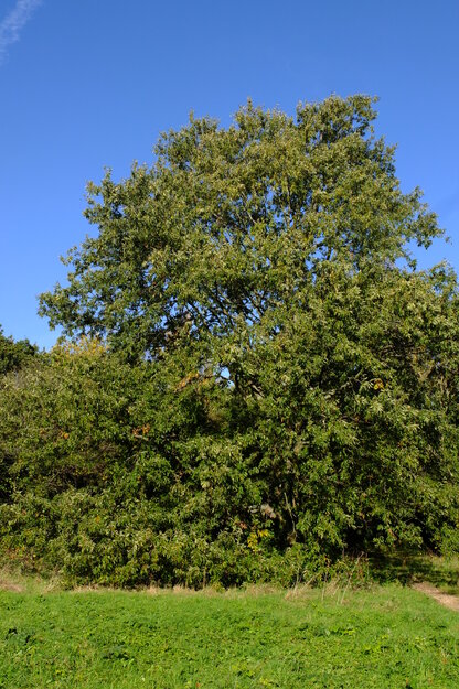 November tree photo