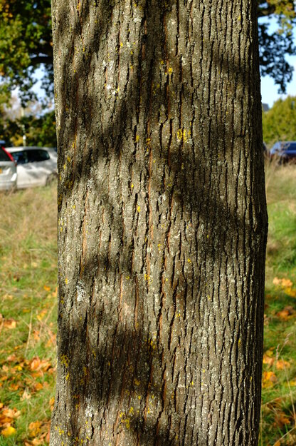 November close-up photo
