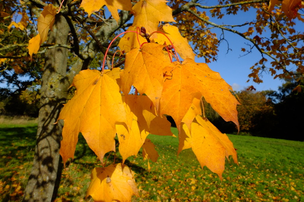 November close-up photo