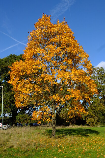 Nursery meadow tree photo