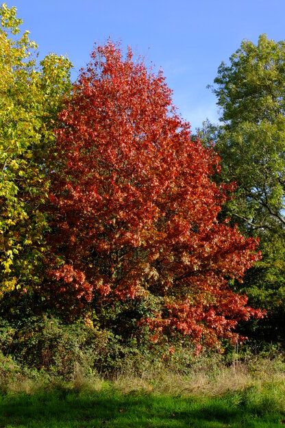November tree photo