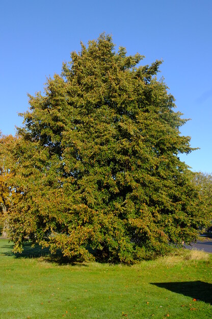 November tree photo