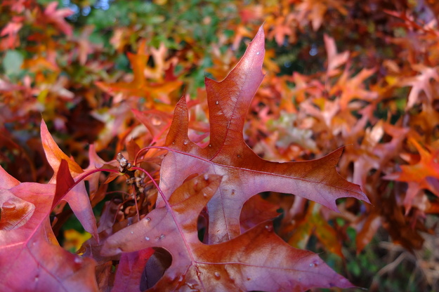 November close-up photo