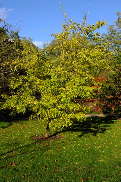 Harris Garden tree photo