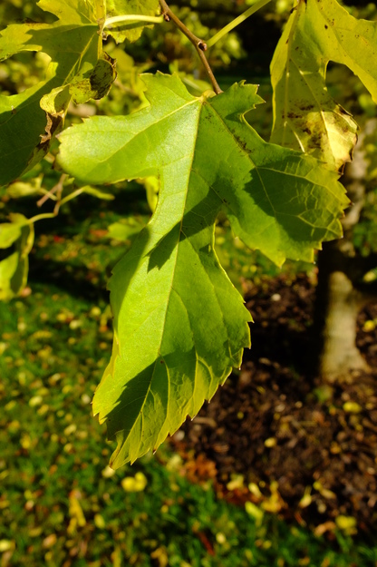 November close-up photo