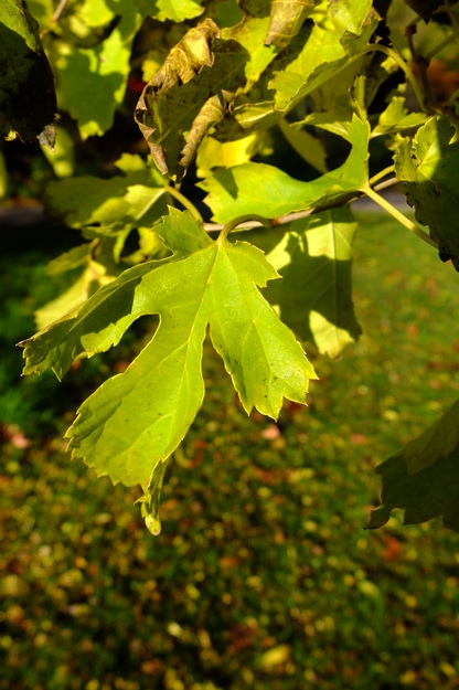 November close-up photo
