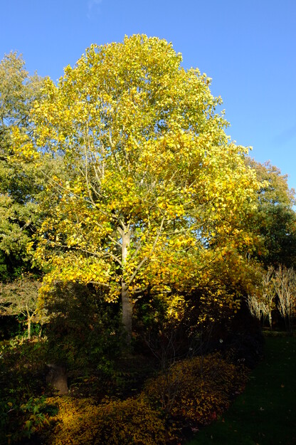 November tree photo