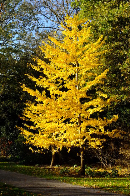 November tree photo