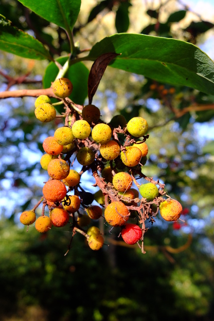 November close-up photo