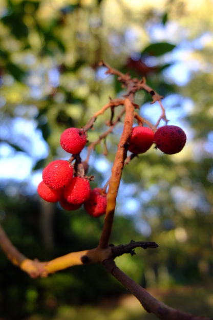 November close-up photo
