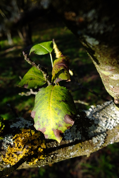November close-up photo