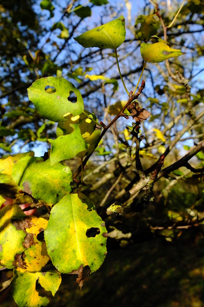 November close-up photo