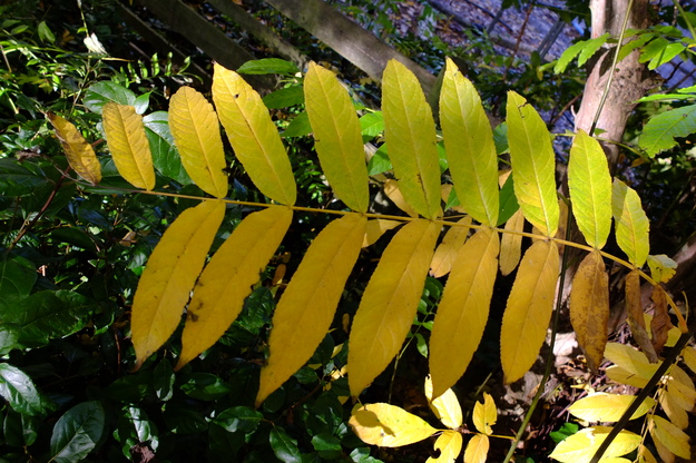 November close-up photo