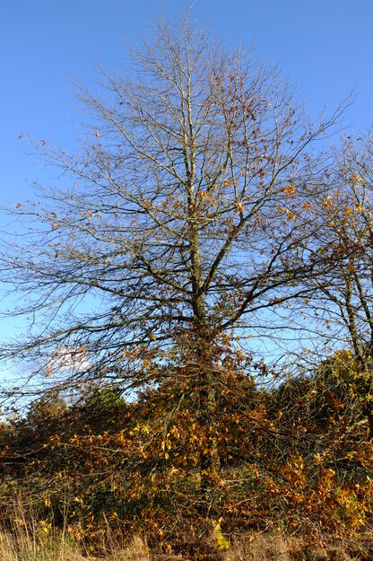 November tree photo