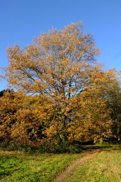 Green Walk tree photo