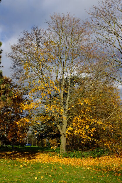 Childs lawn tree photo