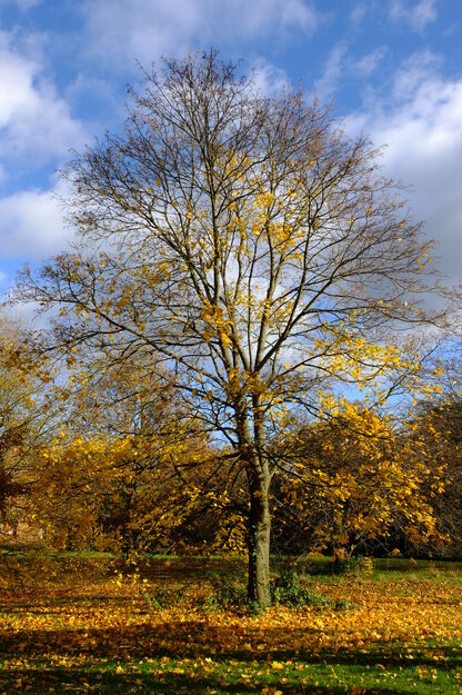 November tree photo