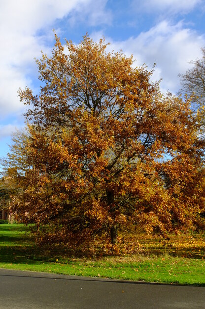 Childs lawn tree photo