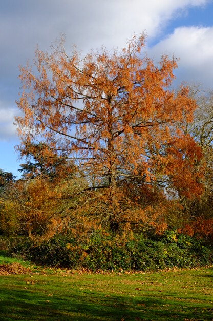 West lake corner tree photo