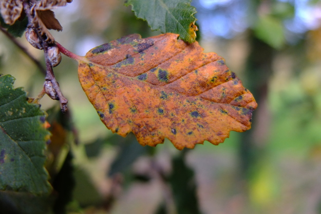 November close-up photo