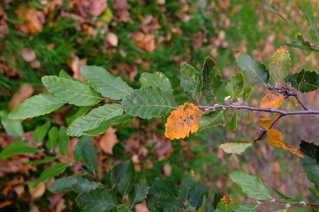 November close-up photo