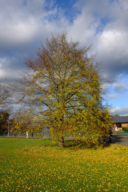 Old Whiteknights House West tree photo