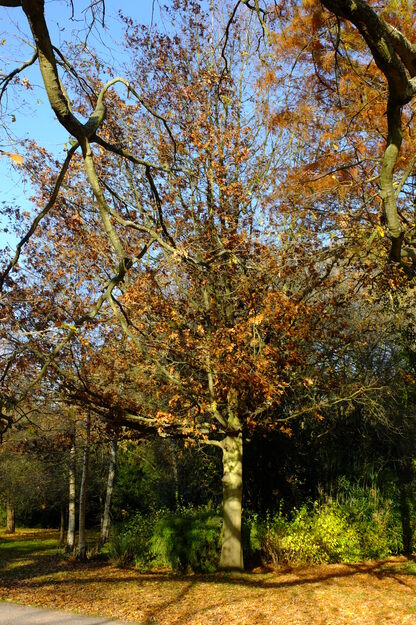 Harris Garden tree photo