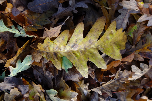 November close-up photo