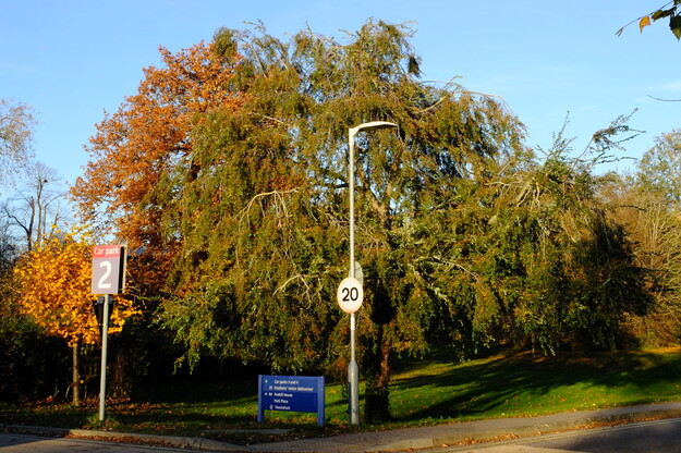 Carpark Eat tree photo