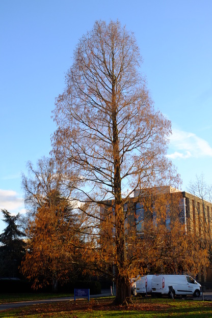 November tree photo