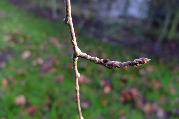 January close-up photo