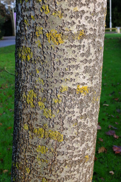 January close-up photo