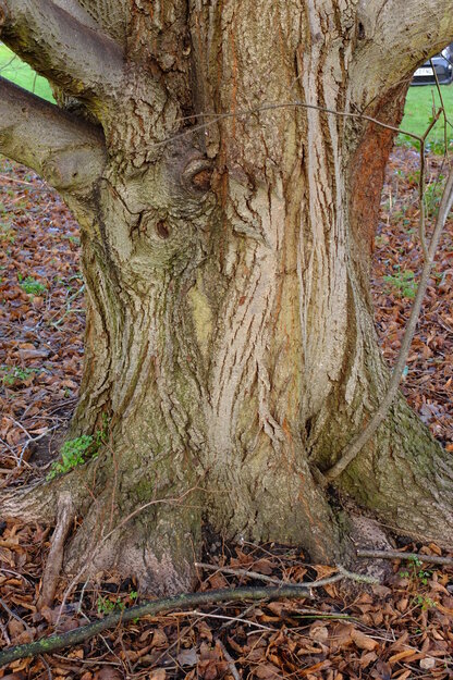 January close-up photo