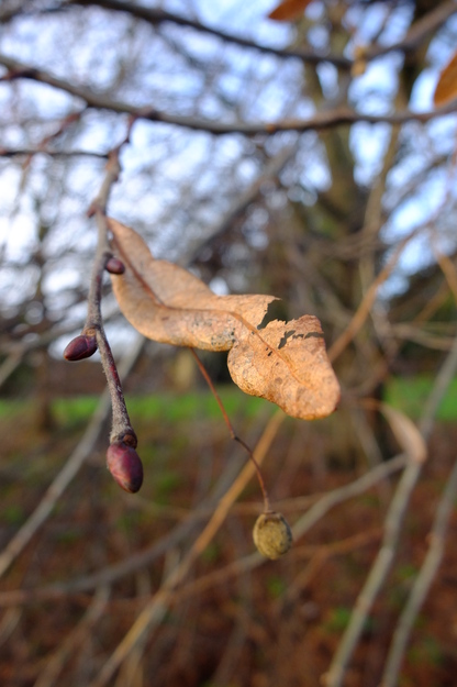 January close-up photo