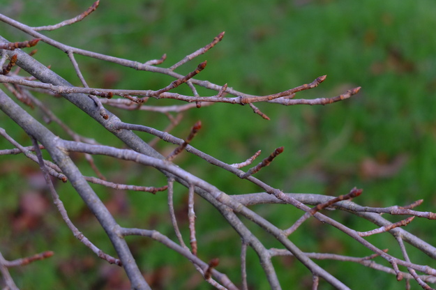 January close-up photo