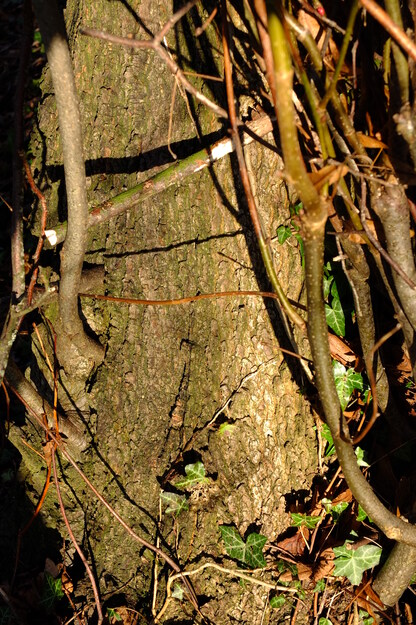January close-up photo