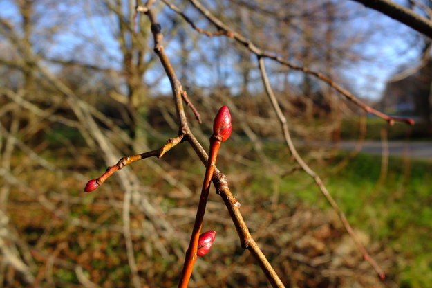 January close-up photo