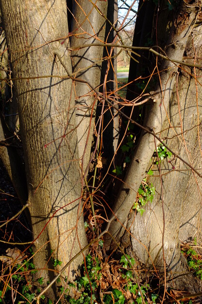 January close-up photo