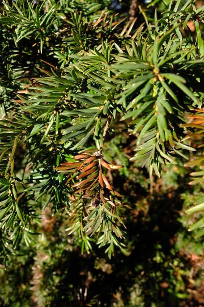 January close-up photo