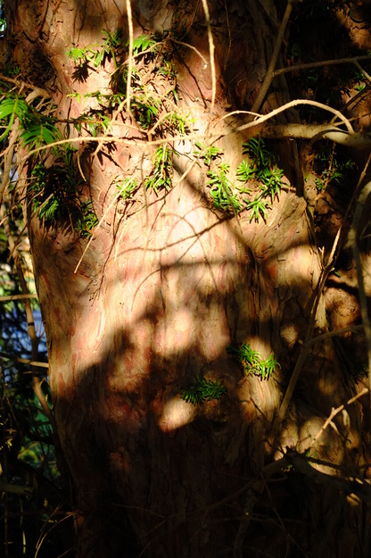 January close-up photo