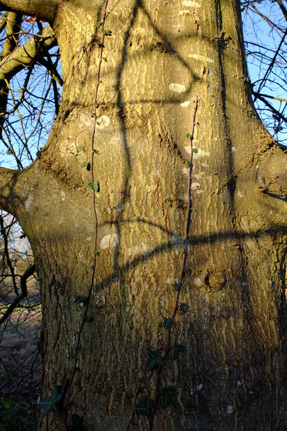 January close-up photo