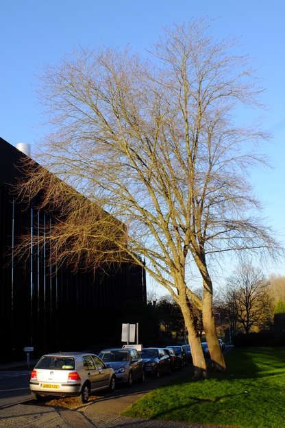 January tree photo